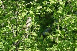 Garden Warbler