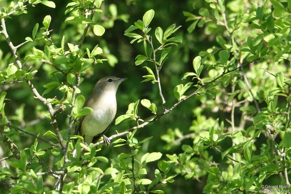 Fauvette des jardinsadulte