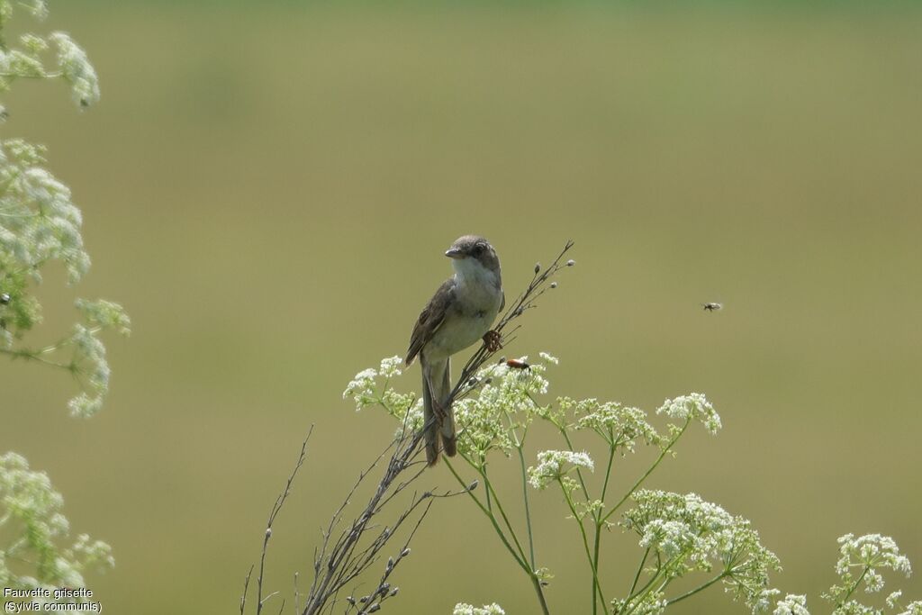 Fauvette grisette