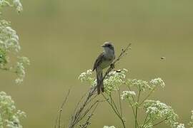 Common Whitethroat