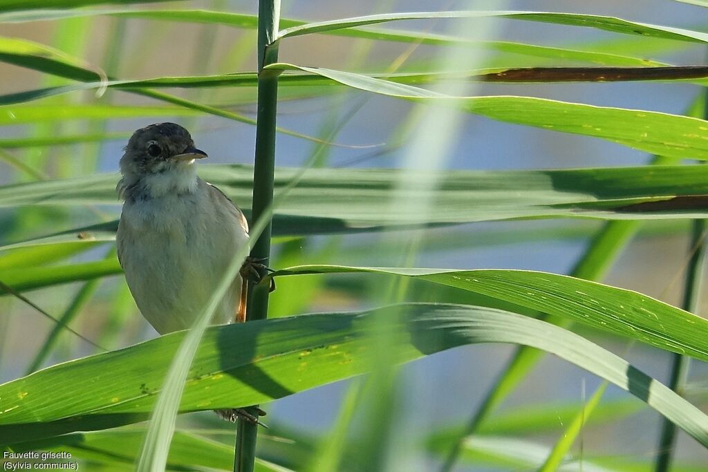 Common Whitethroatjuvenile