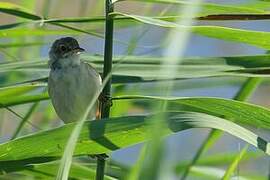 Common Whitethroat