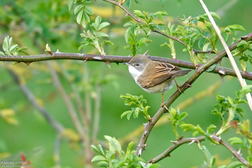 Fauvette grisette mâle adulte