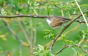 Common Whitethroat