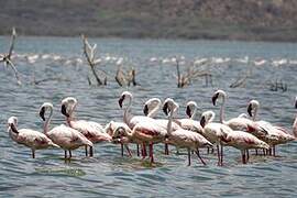 Lesser Flamingo