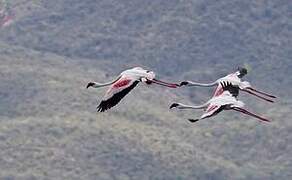 Lesser Flamingo