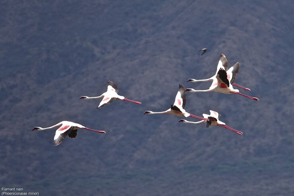 Flamant nain