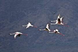 Lesser Flamingo