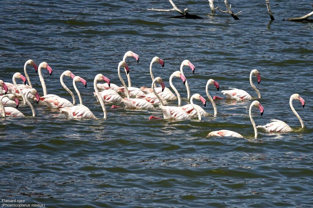 Greater Flamingo