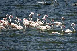 Greater Flamingo