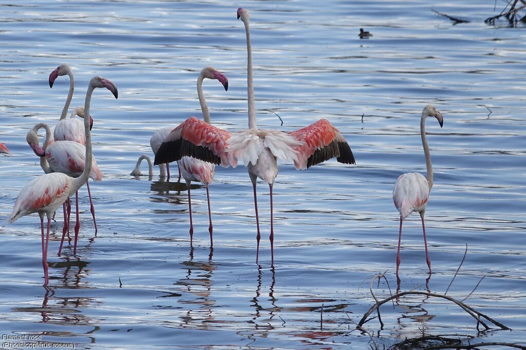 Greater Flamingo