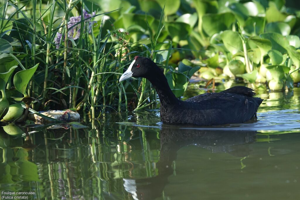 Red-knobbed Cootadult