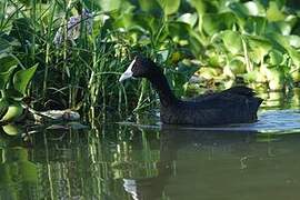 Red-knobbed Coot