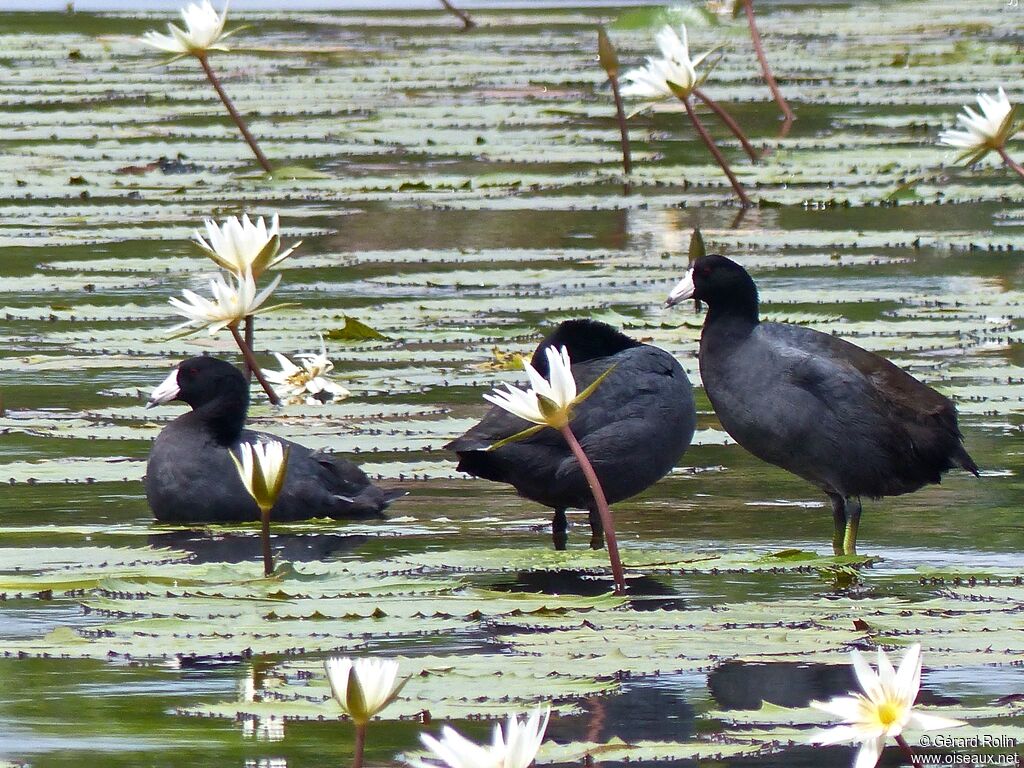 American Coot