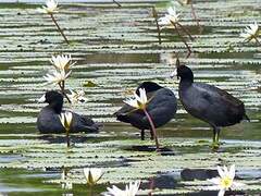 American Coot