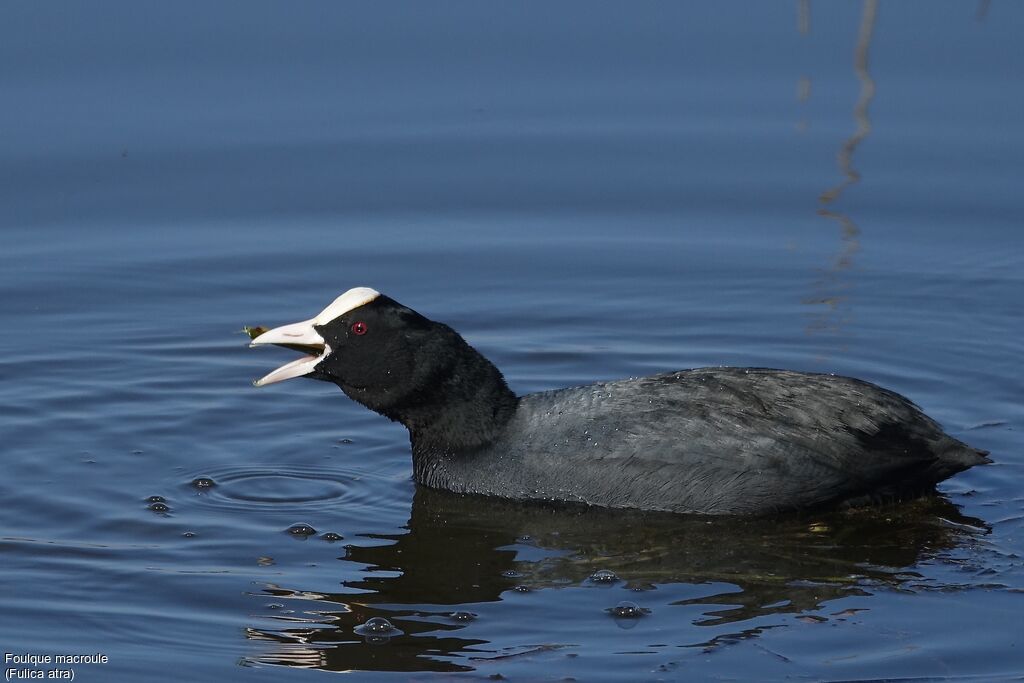 Eurasian Cootadult