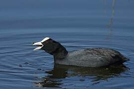 Eurasian Coot