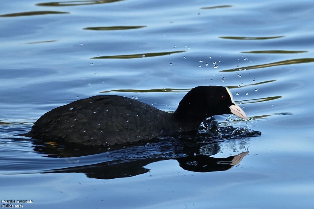 Foulque macrouleadulte