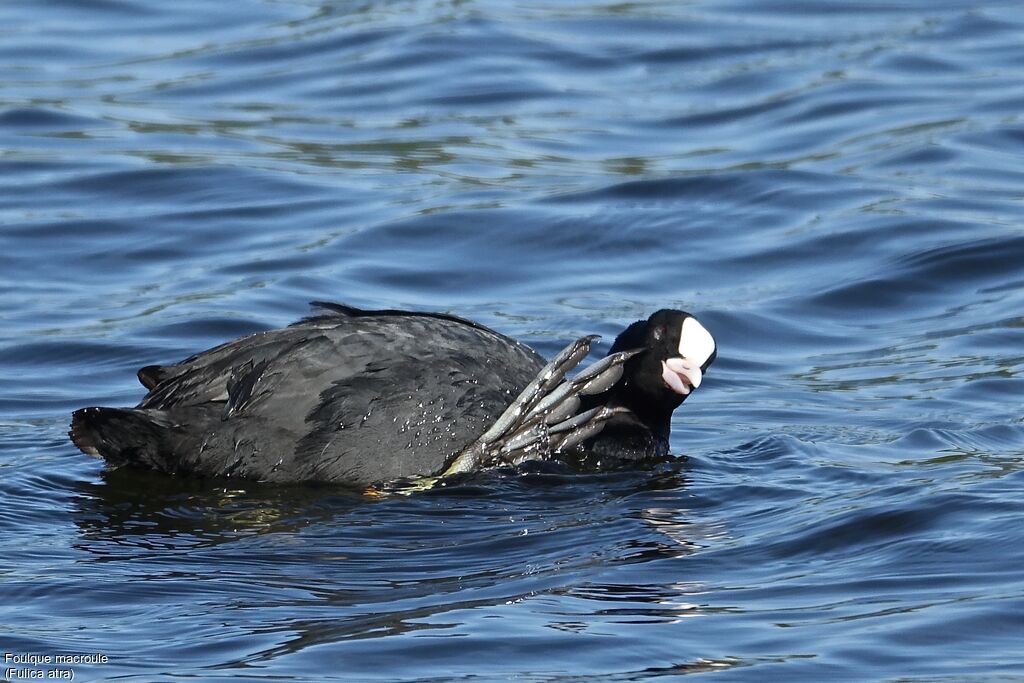 Eurasian Cootadult