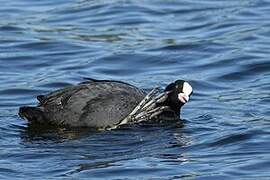 Eurasian Coot