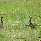Francolin à ailes grises