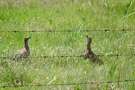 Grey-winged Francolin