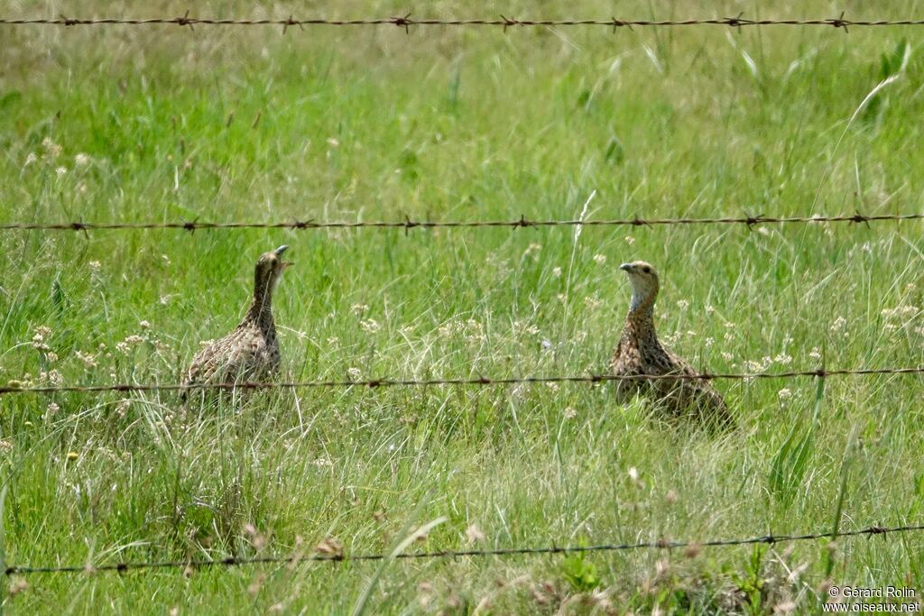 Francolin à ailes grises