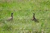 Francolin à ailes grises