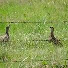 Francolin à ailes grises
