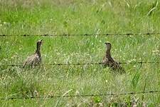 Francolin à ailes grises