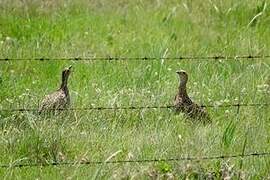 Grey-winged Francolin