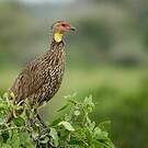Francolin à cou jaune