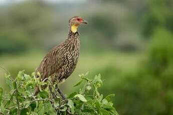 Francolin à cou jaune