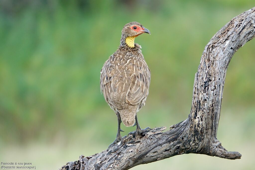 Francolin à cou jaune