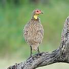 Francolin à cou jaune