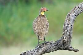 Yellow-necked Spurfowl