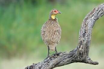 Francolin à cou jaune