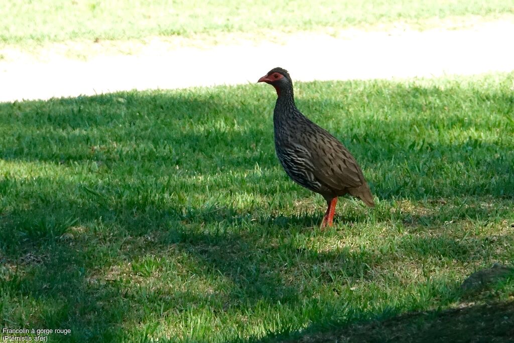 Red-necked Spurfowl