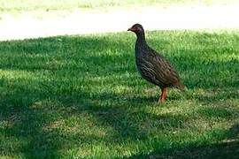 Red-necked Spurfowl