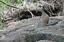 Francolin du Natal