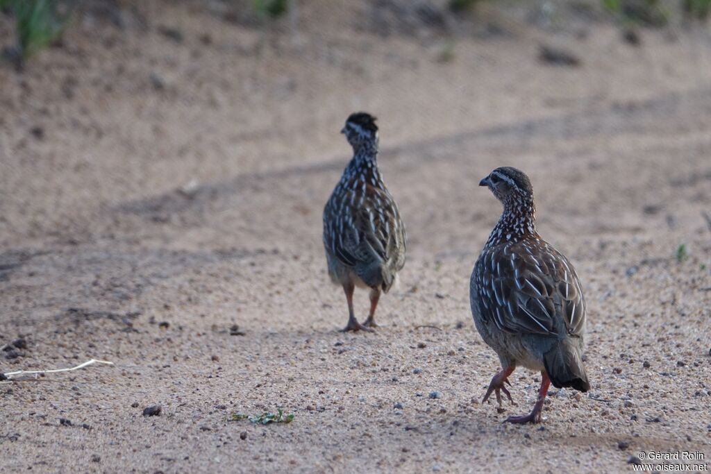 Francolin huppé