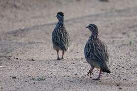 Crested Francolin