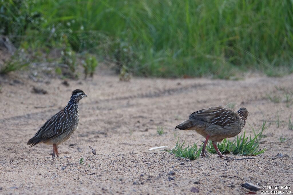 Crested Francolin