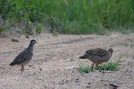 Crested Francolin