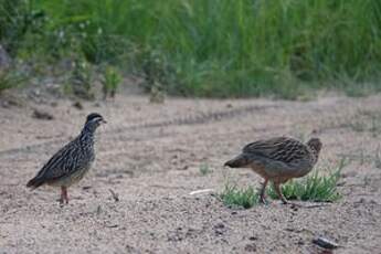 Francolin huppé