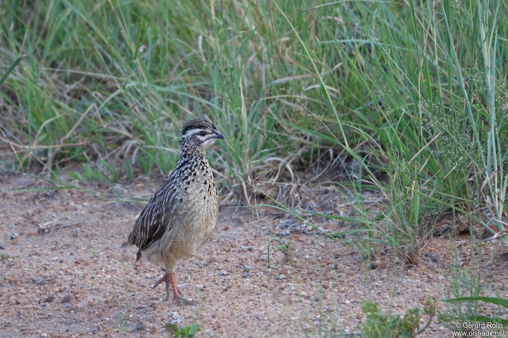 Francolin huppé