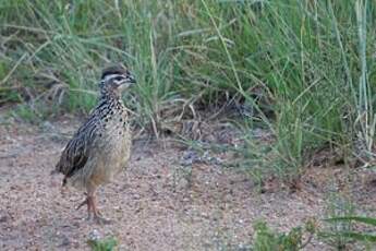 Francolin huppé