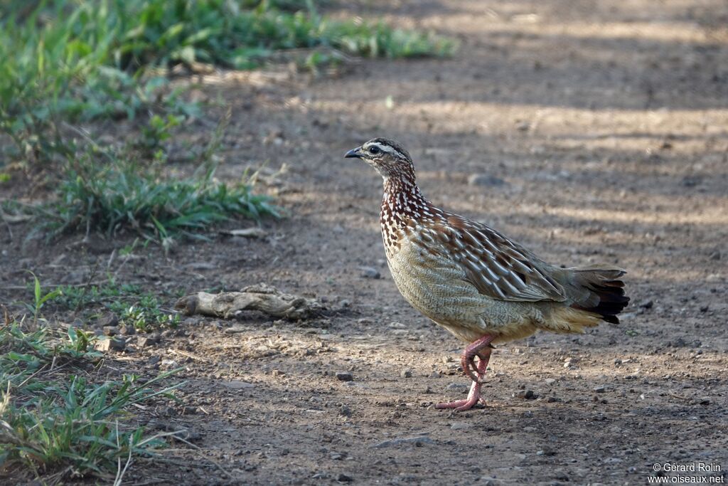 Francolin huppé