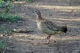 Francolin huppé