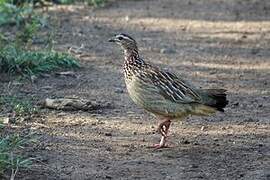 Crested Francolin